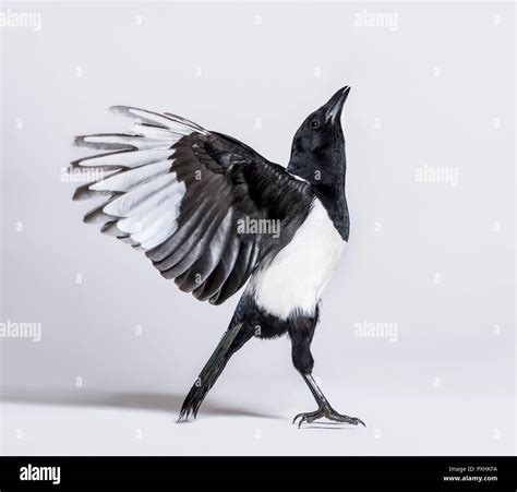 Common Magpie Pica Pica Spreading Wings To Take Off In Front Of