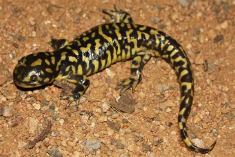 Eastern Tiger Salamander Salamanders Of Georgia Inaturalist