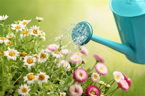 Flowers Chamomile Common Daisy Watering Can Flowers Wallpapers