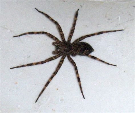 Wood Spider From Elaine In Spring Lake In The Downstairs Flickr