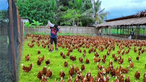 Free Range Chicken Farming Episode 59│harvesting Hundreds Of Eggs