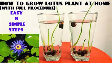 How To Grow Lotus Plant At Home With Updates Fast N Easy Method