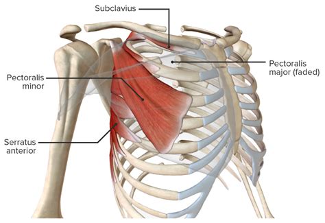 Toma Una Foto Templado Contabilidad Anatomia Humana Musculos Del Torax