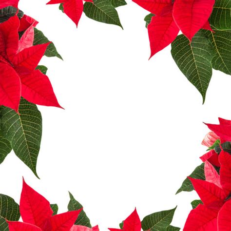 Best Poinsettia Border Stock Photos Pictures And Royalty Free Images