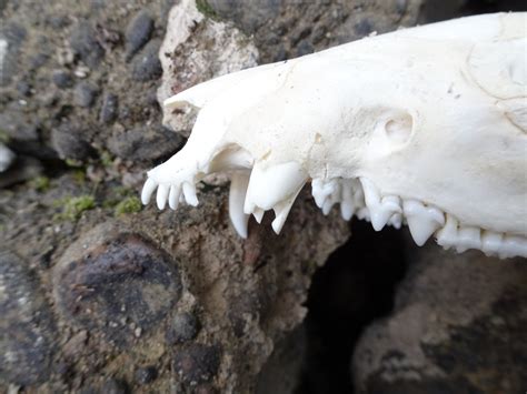 Skull No 7 Virginia Opossum Jeromy Cilley