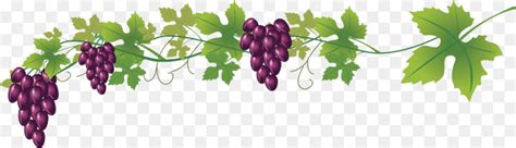 Wine Grapes Vector At Getdrawings Free Download