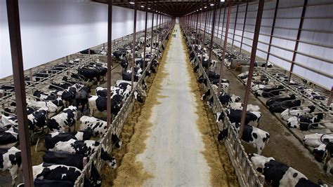 Massive Dairy Farms And Locals Debate Can Manure From So Many Cattle Be Safely Spread On The Land