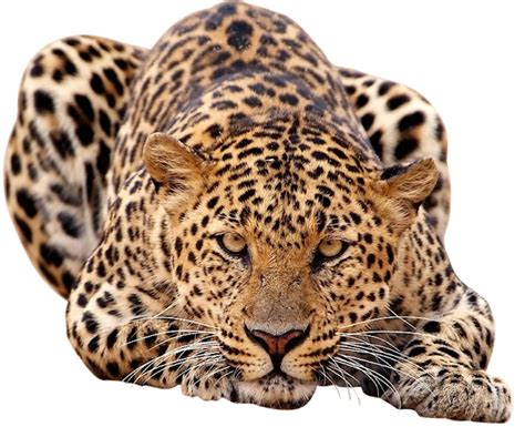 Images of a Cheetah - Leopard/Cheetah Free Png Image ...