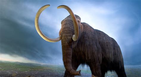 Solving The Mystery Of Mammoth Extinction On St Paul Island Faculty