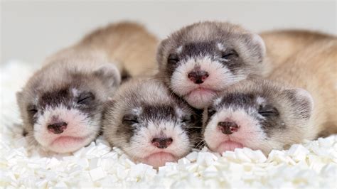 What animals in Arizona are endangered? Valley 101 podcast finds out