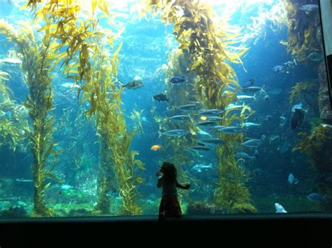 The aquarium was occupied in september of 1992 with the mission of providing ocean science education, interpreting scripps research, and promoting conservation. Birch Aquarium At Scripps Institution of Oceanography ...