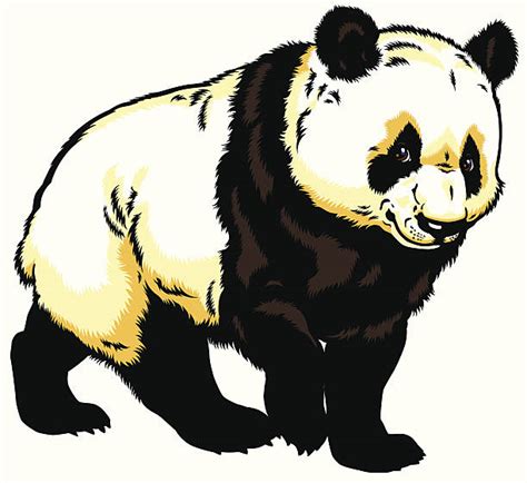 Royalty Free Giant Panda Clip Art Vector Images And Illustrations Istock