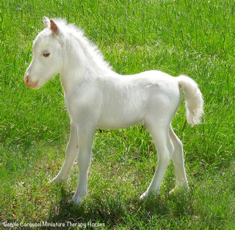 White Horse Springhill Equine Veterinary Clinic