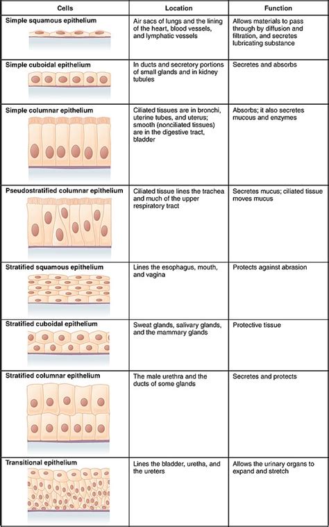 Epithelial Tissue Definition Types And Functions
