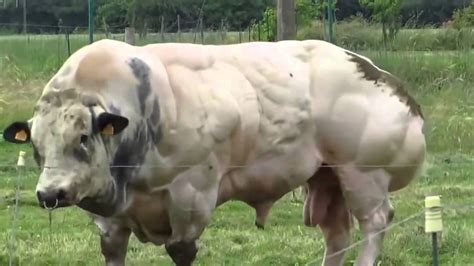 All about the belgian blue cattle breed, information, characteristics, temperament, milking,skin,meat, health , care, raising, breeding,feeding, breed associations,where. Belgian Blue, The Monster - YouTube
