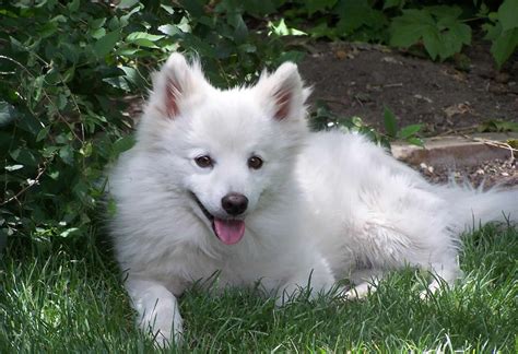 American Eskimo Dog Wallpaper Petswall