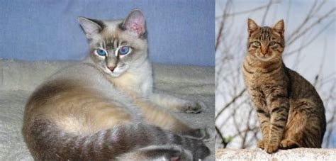 Tiger Cat Vs Tabby Breed Comparison Mycatbreeds