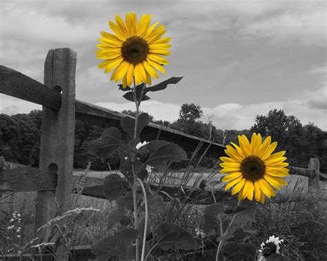 Maybe you would like to learn more about one of these? Black White Yellow Wall Art Sunflower Decor Sunflower ...