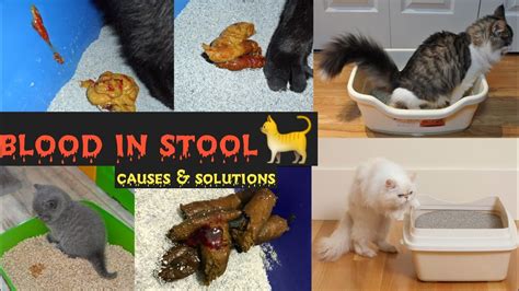 Blood In Cat And Kitten Stoolblood In Your Kitten Or Cat Poop How To