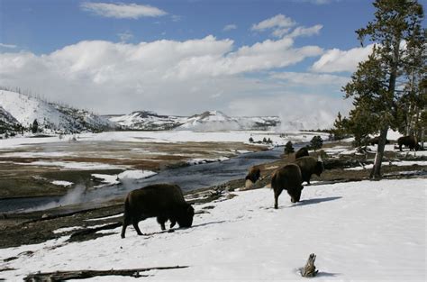 Yellowstone National Park Best Time To Visit With Expert Tips