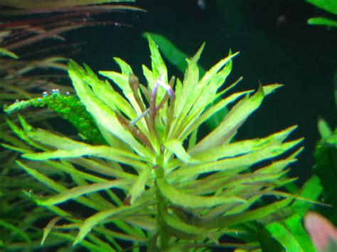 Twisted Tips On Limnophila Hippuroides Uk Aquatic Plant Society