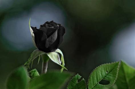 You can download and save this image for free. 10 Contoh Gambar Bunga Mawar yang Cantik dan Artinya