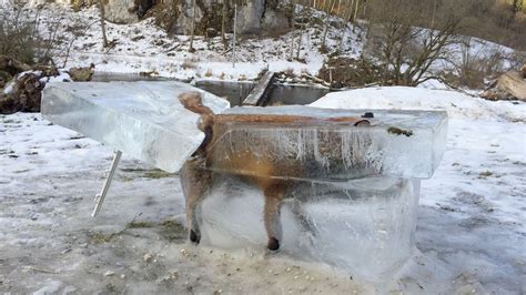 Fox Frozen In Block Of Ice After Falling Into Lake As Temperatures Hit