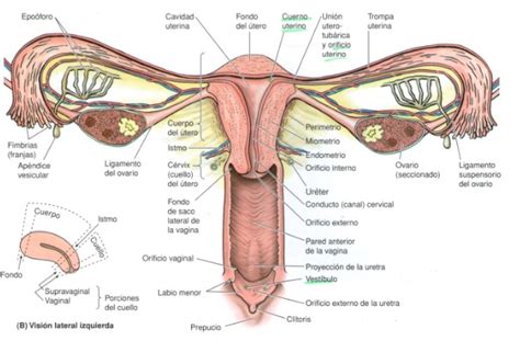 Partes del aparato reproductor femenino Blog didáctico