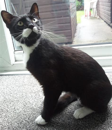 Sasha Injured Stray Cat Returns Home After News Feature ...