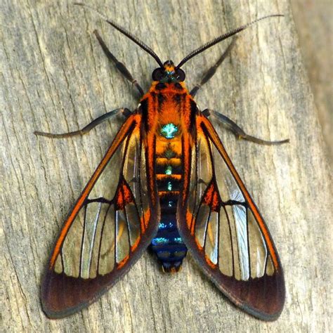 It was wasp shape red body with black last segment, black wings about 2 inches long digging a large hole. Wasp moth | Beautiful bugs, Insects, Moth