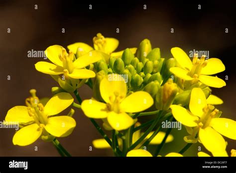 Close Up Of Mustard Flowers Stock Photo Alamy