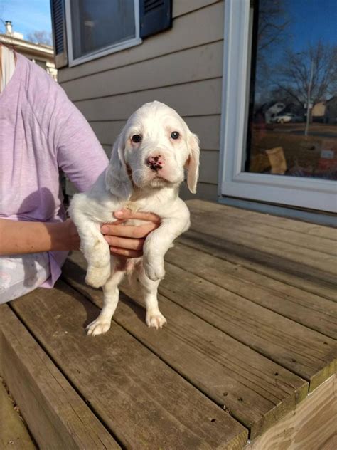 Feel free to browse hundreds of active classified puppy for sale listings, from dog breeders in pa and the surrounding areas. English Setter Puppies For Sale | Indianola, IA #320000