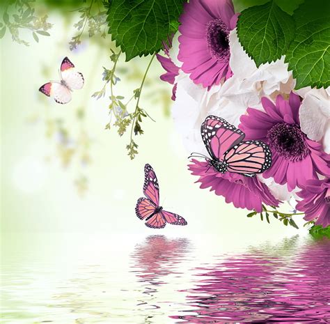 Hd Wallpaper Two Pink And Black Butterflies Water Butterfly