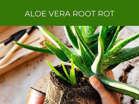 Aloe Vera Root Rot Greenhouse Today