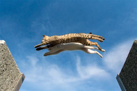 3500 Cat Jumping Outdoors Stock Photos Pictures And Royalty Free