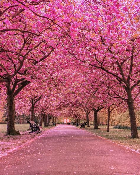 Cherry Blossom Aesthetic Park Background Aria Art