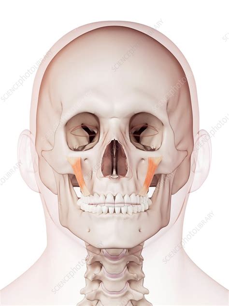 Human facial muscles - Stock Image - F015/8646 - Science Photo Library