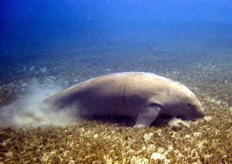 23 Fun And Interesting Facts About Dugongs Tons Of Facts Interesting