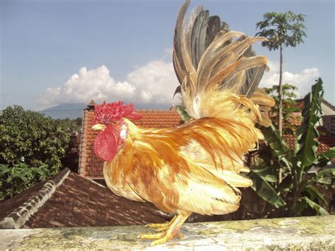 Toko Bagong Farm Ayam Kate Emas Jengger Mawar