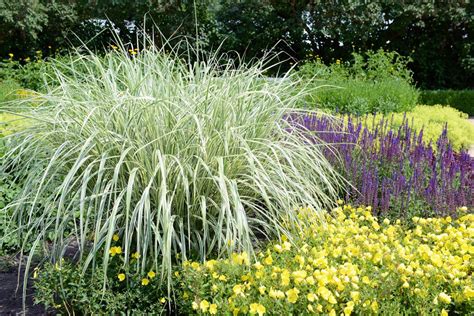 An A Z List Of Ornamental Grasses That Grow Well In The Shade
