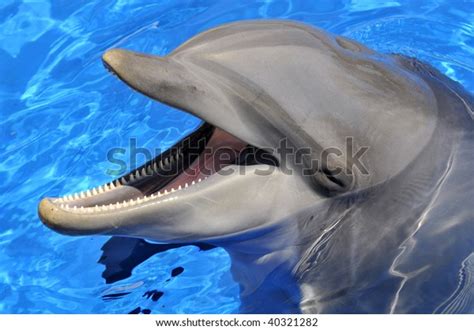 Head Bottlenose Dolphin Tursiops Truncatus Open Stock Photo 40321282