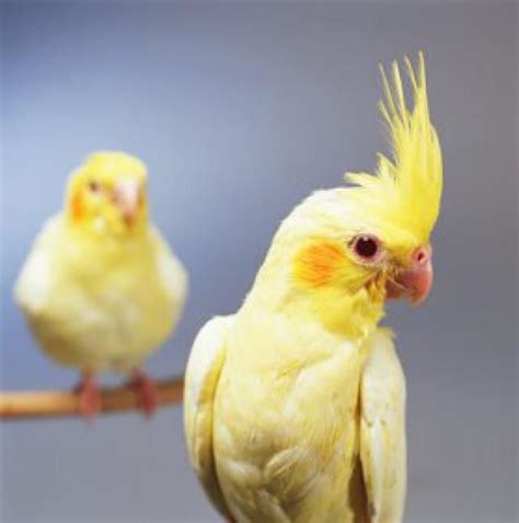 8 Top Yellow Parrots To Keep As Pets Pet Birds Pets