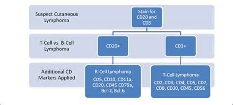 Basic Immunophenotypic Schematic For Primary Cutaneous T Cell And