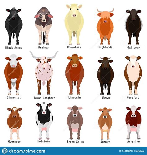 Illustration About Various Cattle Breeds Chart With Breeds Name Colors