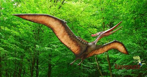 Pteranodon Had Big Brains And Excellent Eyesight Bony Crests On Their Heads That May Have Acted