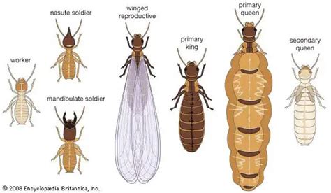 Termites Life Cycle And Span Eggs Larvae Baby And Adults Pestbugs