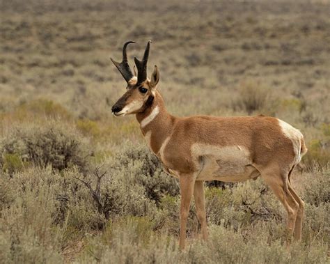 Trophy Pronghorn Antelope Photograph By Lois Lake Pixels
