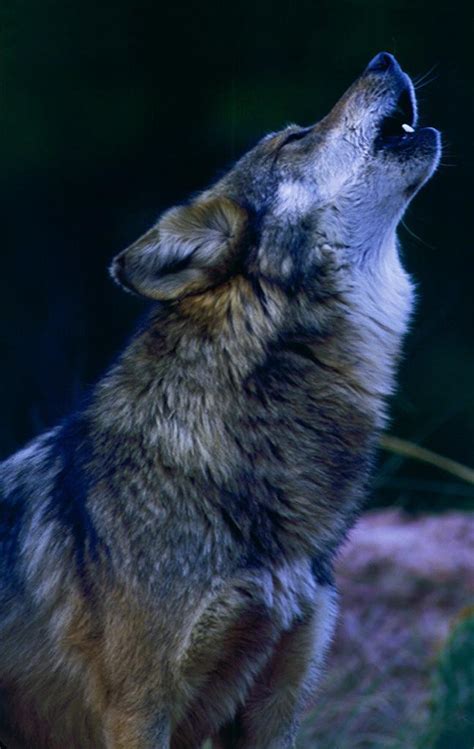 The Saga Of The Mexican Gray Wolf El Lobo Rewilding