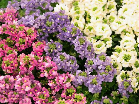 Popular Nemesia Varieties Learn About Different Kinds Of Nemesia Plant
