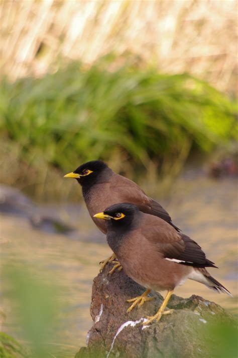 A Pair Of Birds Pentax User Photo Gallery